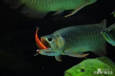 龍魚喂草金危險嗎：喂食草金給龍魚并非絕對危險的行為但需謹慎操作