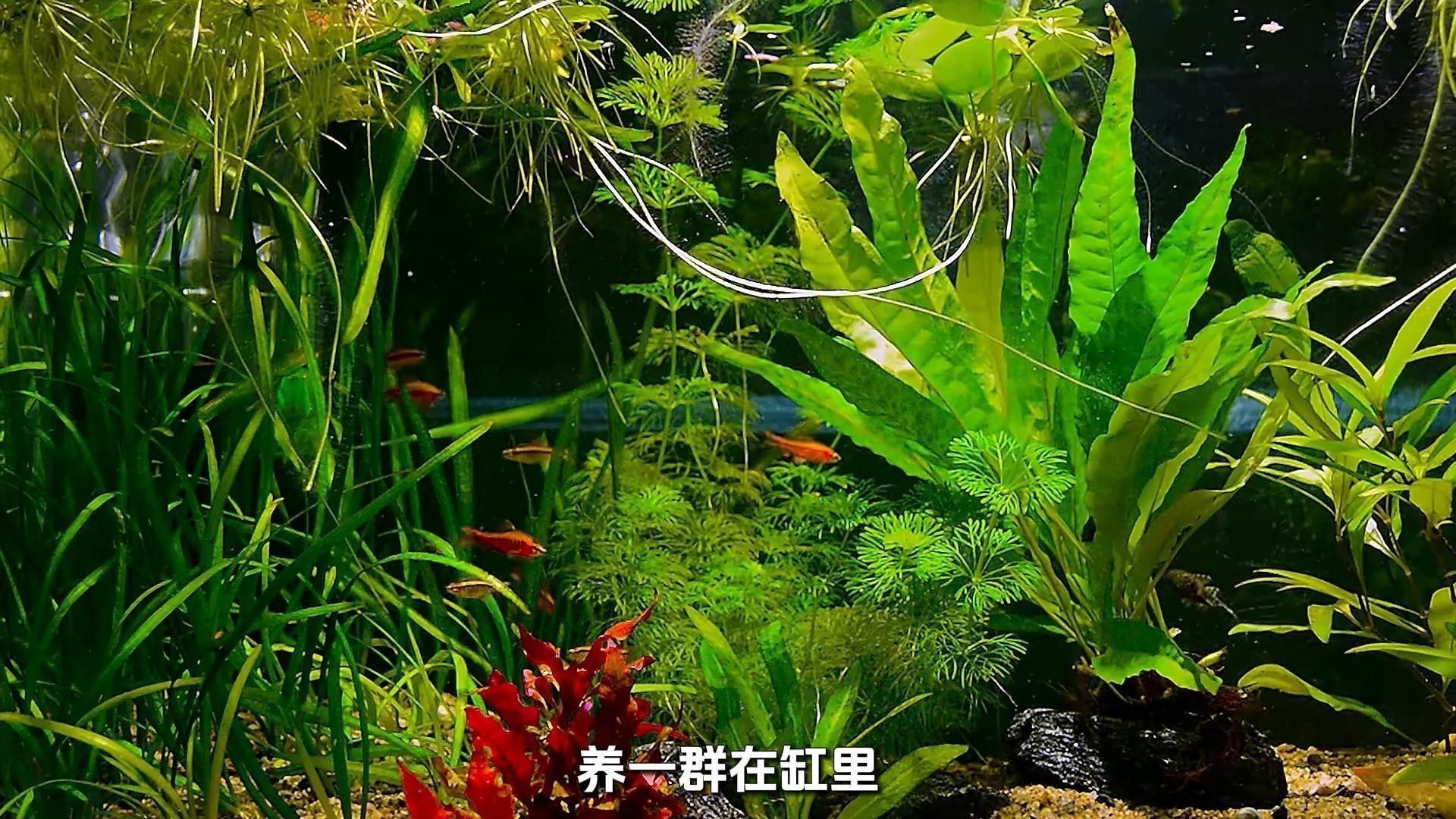 觀賞魚品種介紹大全