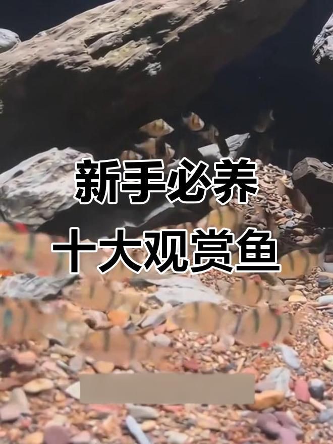 觀賞魚品種介紹大全