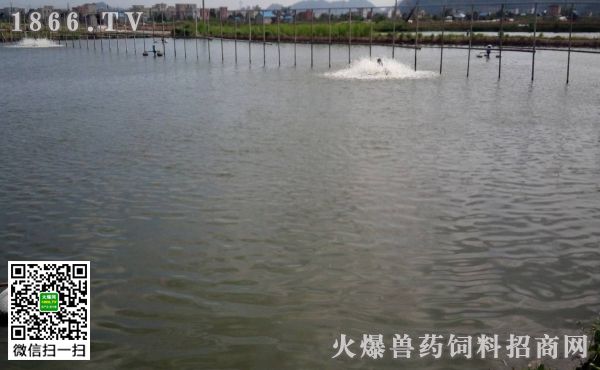 上海小龍魚幼兒園收費標準：小龍魚幼兒園收費標準詳解，家長必讀指南