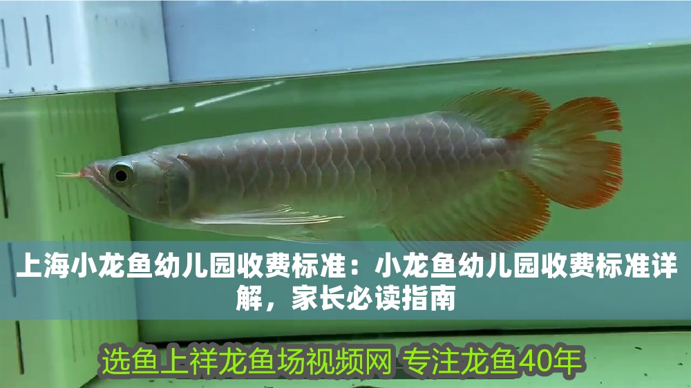 上海小龍魚幼兒園收費標準：小龍魚幼兒園收費標準詳解，家長必讀指南