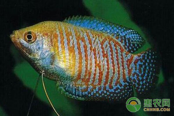 麗麗魚和曼龍魚的區(qū)別