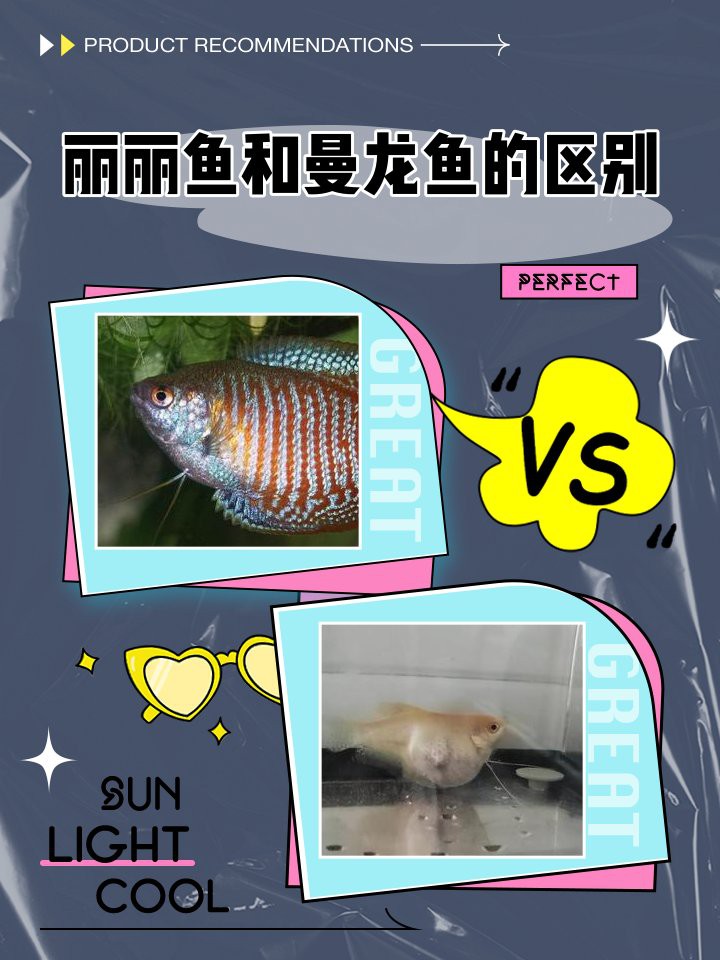 麗麗魚和曼龍魚的區(qū)別