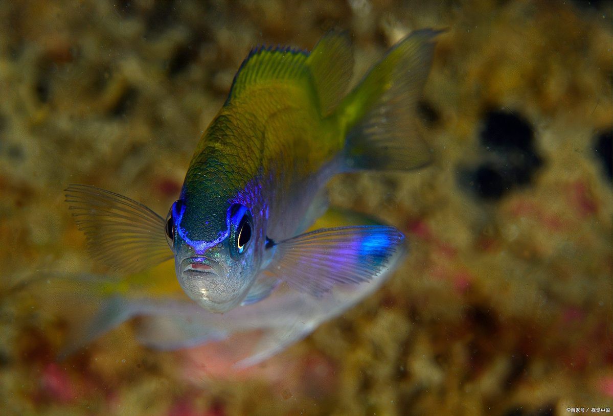 麗麗魚和曼龍魚的區(qū)別