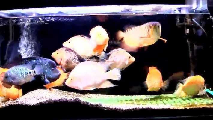 黃金龍魚的養(yǎng)殖方法視頻：金龍魚的養(yǎng)殖方法