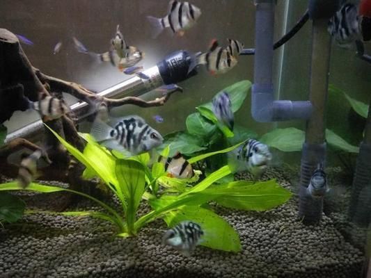 藍曼龍魚和什么魚混養好（藍曼龍魚混養的一些推薦和注意事項）