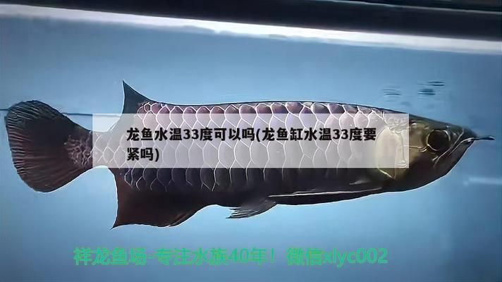 龍魚治療溫度33可以嗎（龍魚最佳治療水溫范圍）