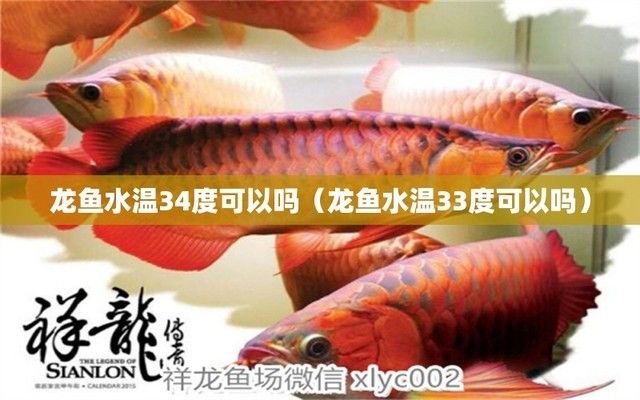 龍魚治療溫度33可以嗎（龍魚最佳治療水溫范圍）