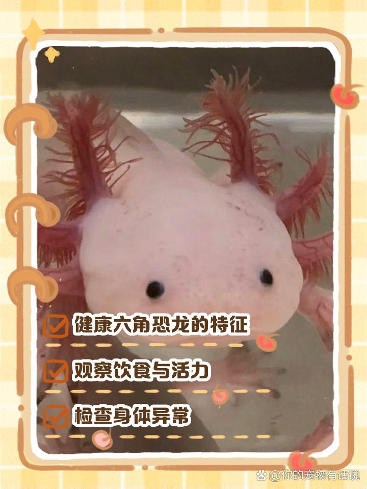 如何判斷六角龍魚(yú)是否恢復(fù)？