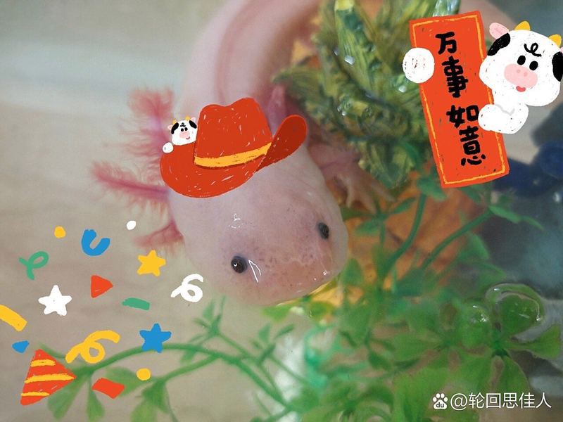 如何判斷六角龍魚(yú)是否恢復(fù)？