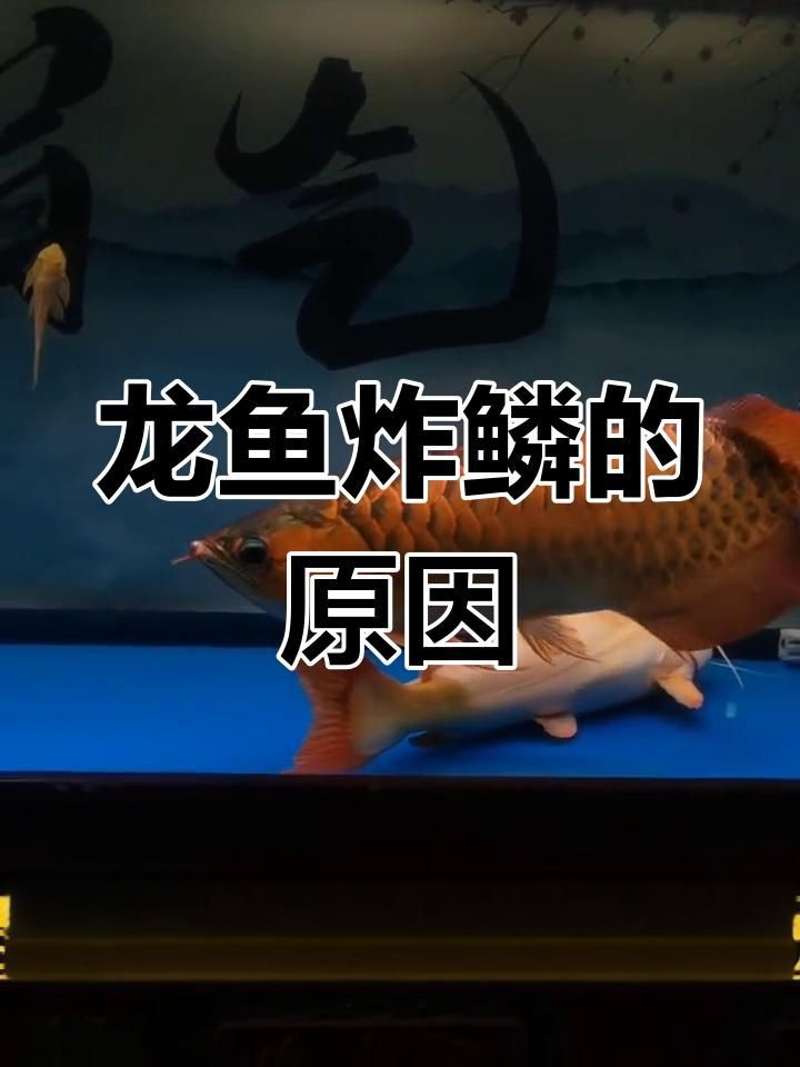 龍魚炸鱗怎么治療