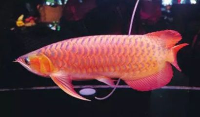 龍魚怎么煮：紅燒龍魚的家常做法