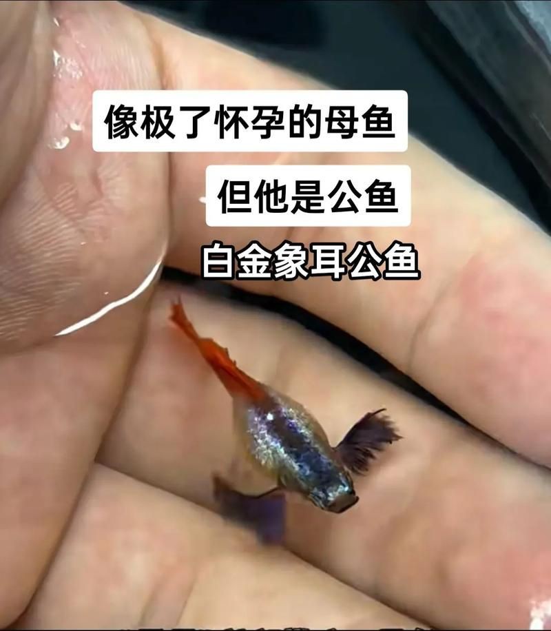 魚懷孕和腹水圖區別圖