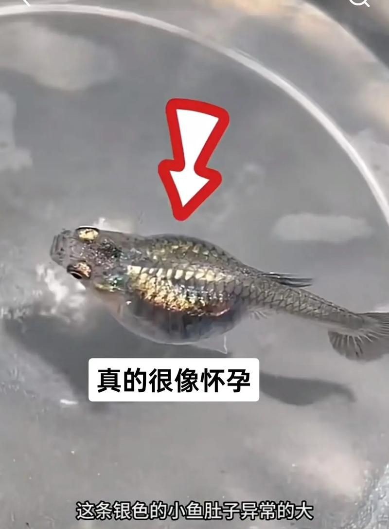 魚懷孕和腹水圖區別圖