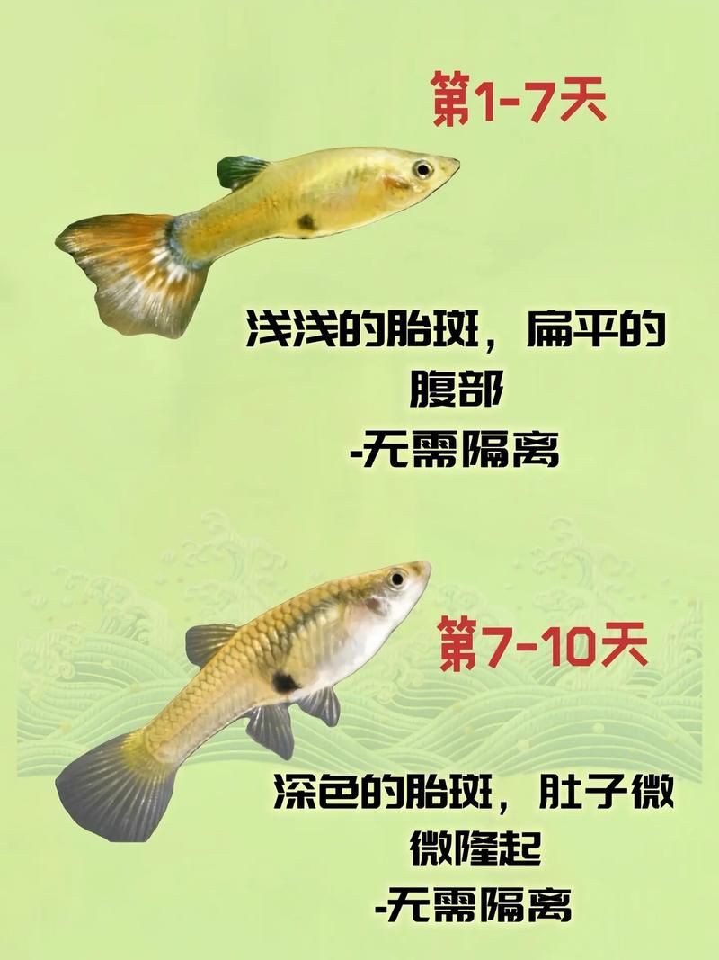 魚懷孕和腹水圖區別圖