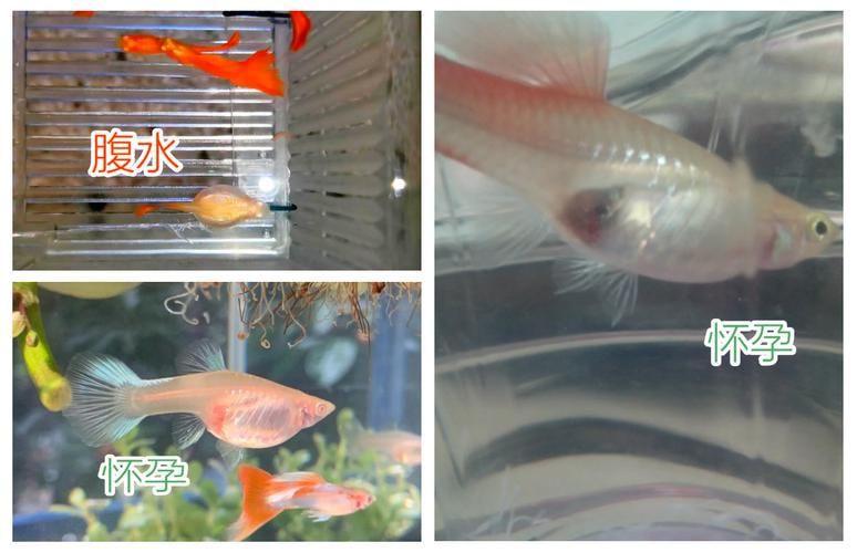 魚懷孕和腹水圖區別圖