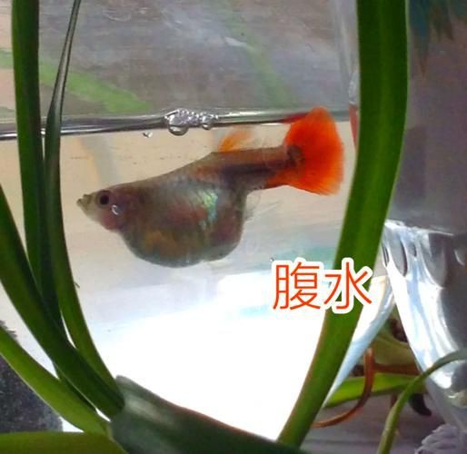 魚懷孕和腹水圖區別圖