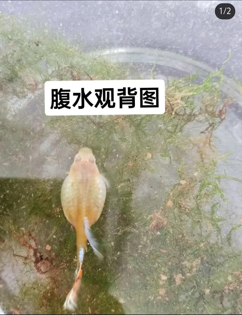 魚懷孕和腹水圖區別圖
