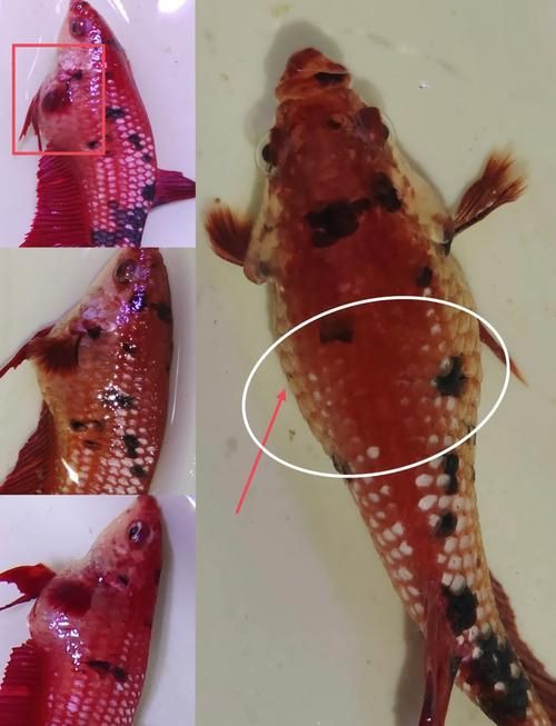 魚懷孕和腹水圖區別圖