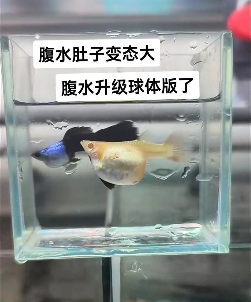 魚懷孕和腹水圖區別圖