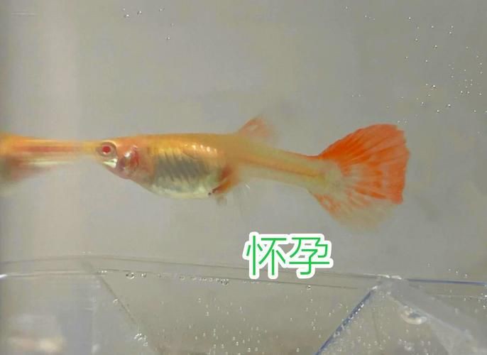 魚懷孕和腹水圖區別圖