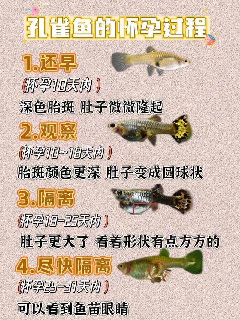 魚懷孕和腹水圖區別圖