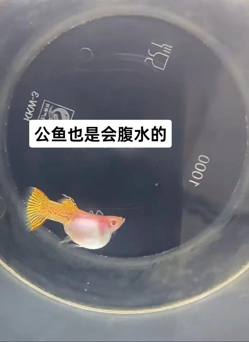 魚懷孕和腹水圖區別圖
