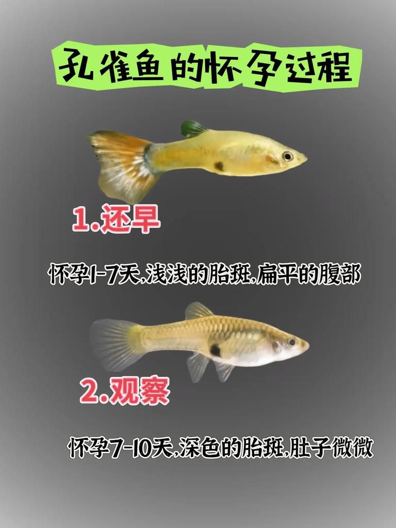 魚懷孕和腹水圖區別圖