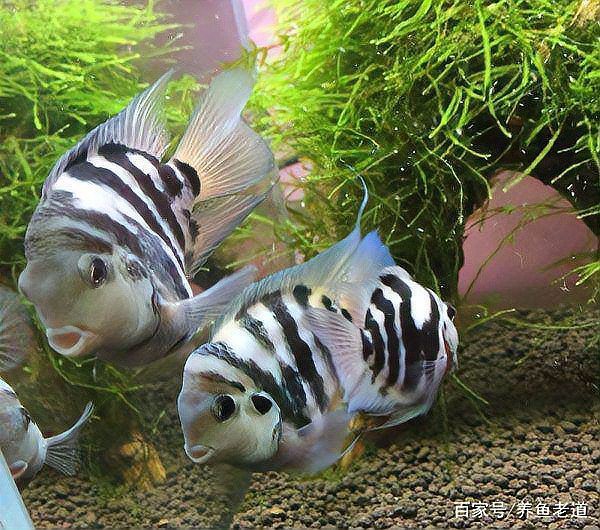 藍曼龍魚繁殖季節是什么時候？