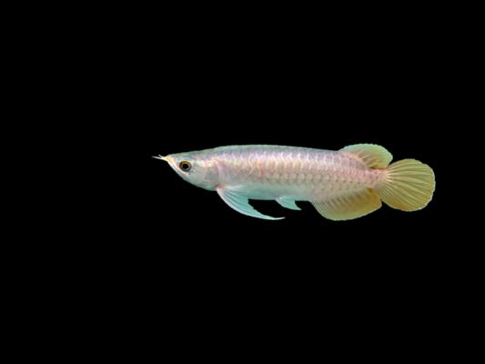 印尼小紅龍魚日常護理要點：印尼小紅龍魚日常護理要點包括以下幾個方面