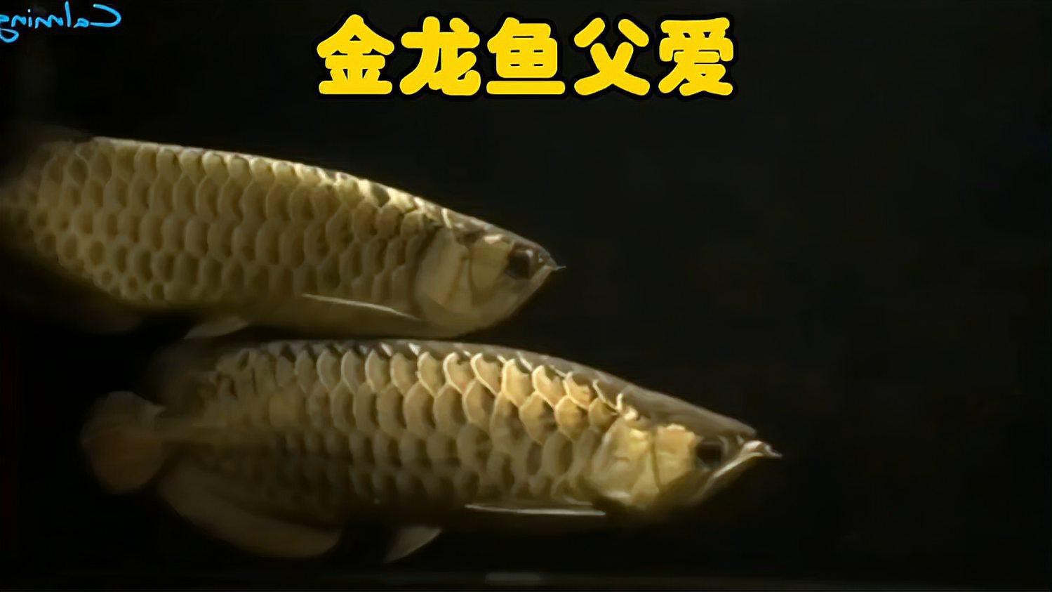 海里金龍魚視頻大全