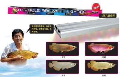 仟湖led龍魚燈安裝（led龍魚燈安裝位置對于龍魚的健康和觀賞效果至關重要）