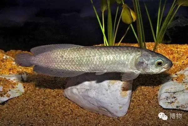 澳洲星點龍魚值得養么：澳洲星點龍魚值得養，主要取決于個人的喜好和飼養經驗