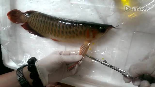 怎么讓龍魚長鰭變短：如何使龍魚的長鰭變短