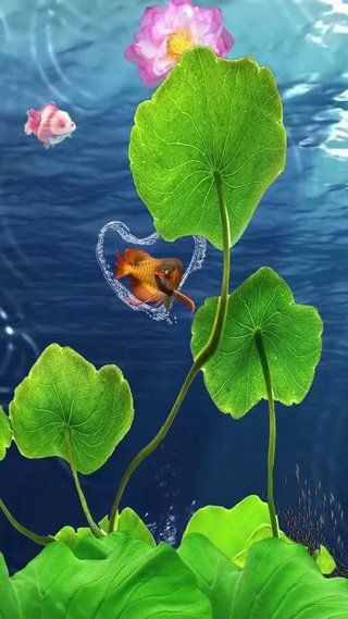 龍魚動態(tài)壁紙手機壁紙