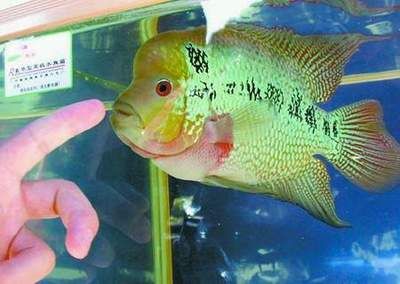 龍魚怎么做檢疫檢測：龍魚檢疫方法