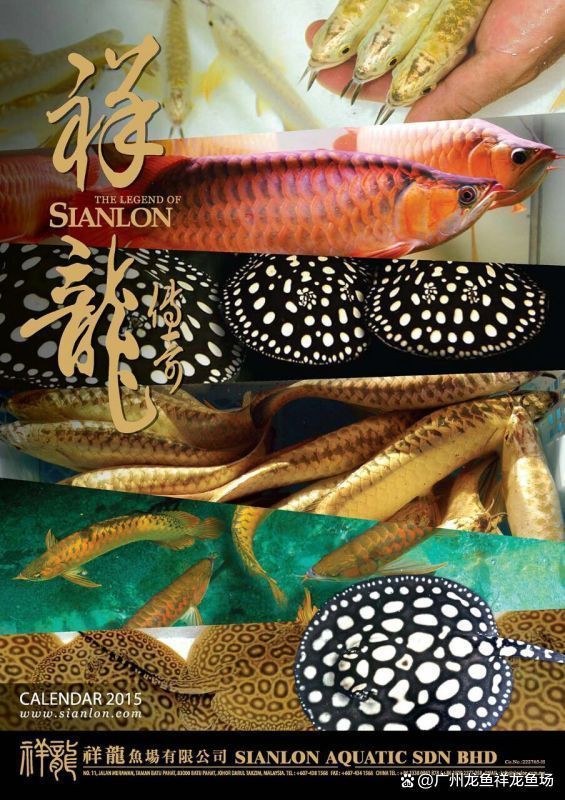 龍魚真菌感染治療方法