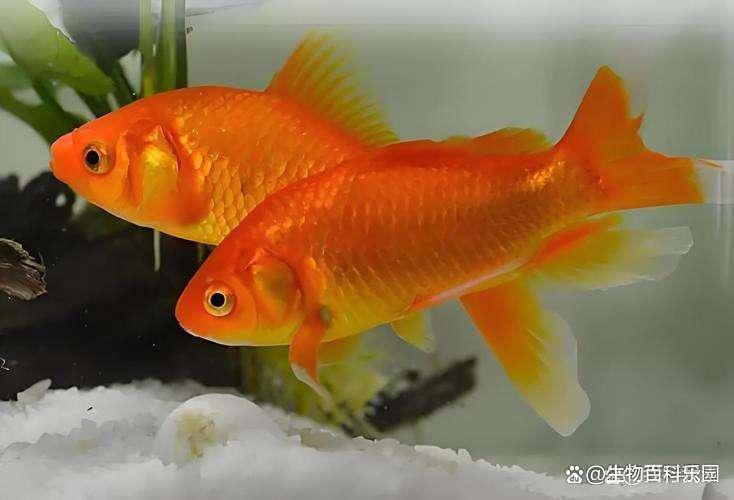 冷水火龍魚好養嗎