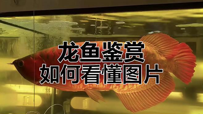 如何鑒別血紅龍品質？