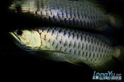 龍魚“感冒”的癥狀（龍魚“感冒”實際上是龍魚立鱗病的一種俗稱）