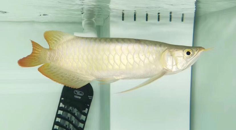 rdc龍魚品牌