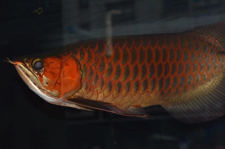 rdc龍魚品牌