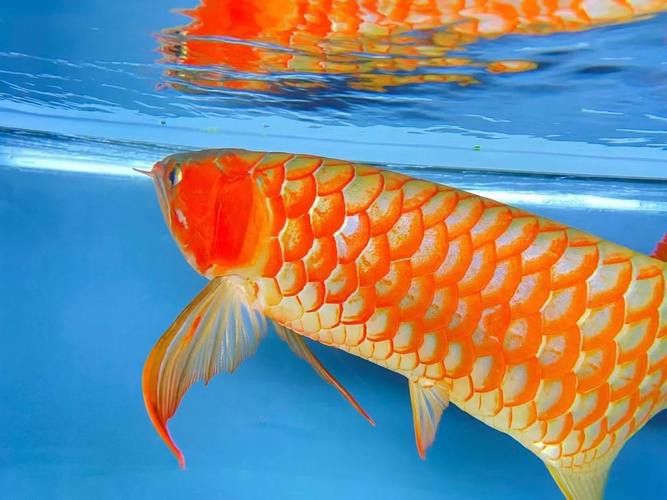 rdc龍魚品牌