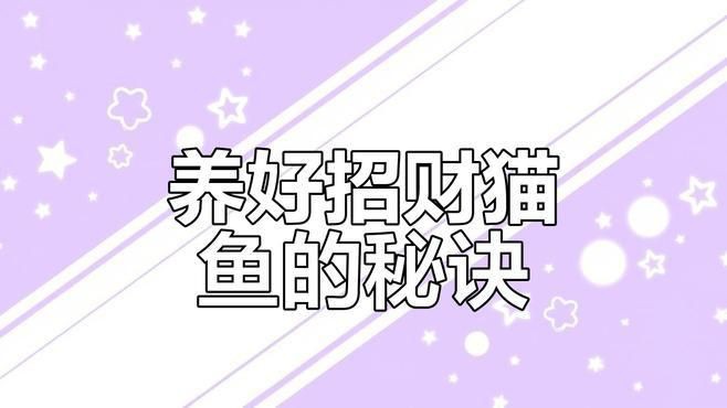 藍鯊VS招財貓