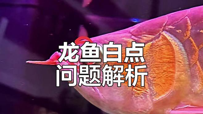 金龍魚(yú)眼睛白點(diǎn)
