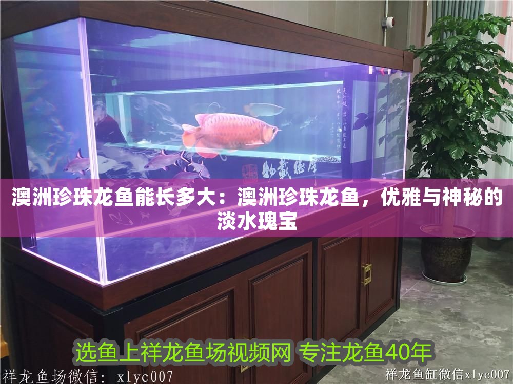 澳洲珍珠龍魚能長多大：澳洲珍珠龍魚，優雅與神秘的淡水瑰寶