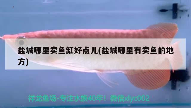 鹽城哪里賣魚缸好點兒(鹽城哪里有賣魚的地方) 鹽城哪里賣魚缸好點兒(鹽城哪里有賣魚的地方) 龍魚百科