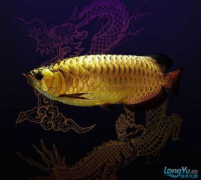 中國最大龍魚養殖場：中國龍魚的寓意和象征