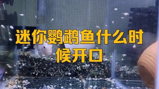 迷你鸚鵡起飛后幾天開口