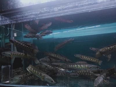 野生雷龍魚怎么馴養(yǎng)最好看：野生雷龍魚怎么馴養(yǎng)